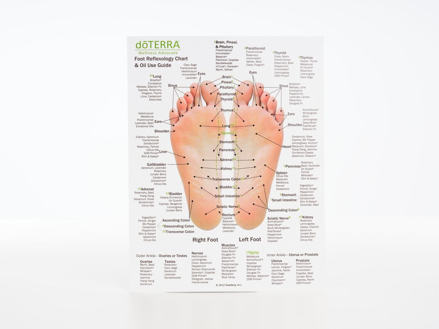 Hand & Foot Reflexology Cardstock 8.5x11 - Oil Life Canada - Canada's Best Essential Oil Supplies