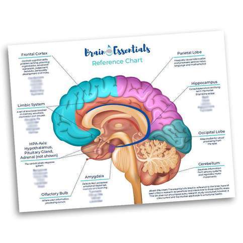 Brain Essentials Reference Chart - Oil Life Canada - Canada's Best Essential Oil Supplies